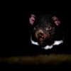 Dabel medvedovity - Sarcophilus harrisii - Tasmanian Devil 3868